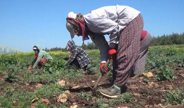 Kahramanmaraş’ta mevsimlik işçi göçü başladı
