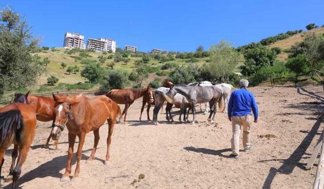 Kahramanmaraş'ta kaçan atları trafik polisleri sahibine teslim etti
