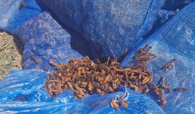 Kahramanmaraş'ta Skandal! Tonlarca Domates Kurusu İmha Edildi