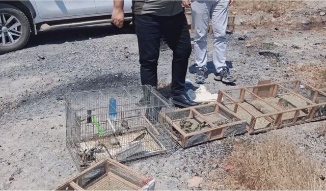 Kahramanmaraş’ta Kurtarılan Saka Kuşları Yeniden Doğayla Buluştu