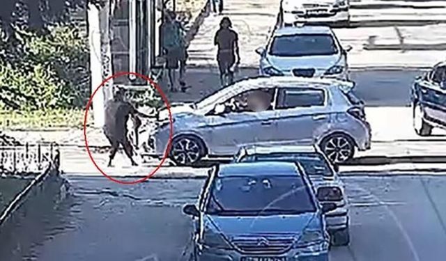 Elif Mavi’nin Ölümünde Yeni Gelişme: Sürücü Yeniden Gözaltında