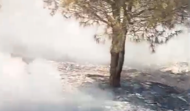 Kurtlar TOKİ’de Trafo Patlaması Orman Yangınına Neden Oldu