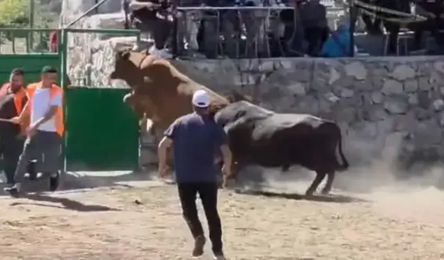 Güreşten kaçan boğa, demir kapıdaki boşluktan arenanın dışına atladı