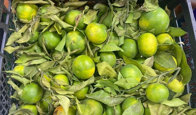 Kahramanmaraş’ta Yeni Sezon Mandalina Fiyatı Belli Oldu