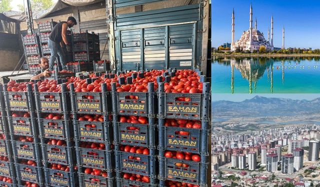 Salçalık domates Adana’da ucuz, Kahramanmaraş’ta pahalı