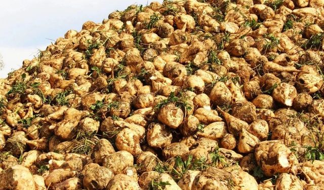 Kahramanmaraş’ta Şeker Pancarı Üretimi 500 Bin Tona Yaklaşıyor