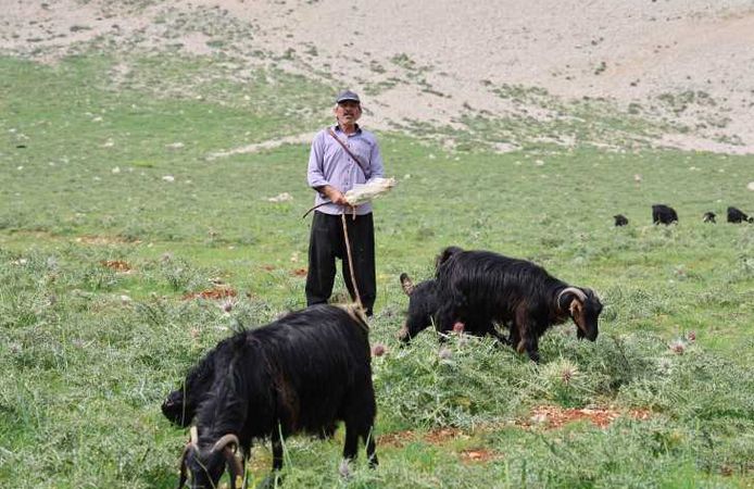 Kahramanmaraşlı çoban 6 ay dağ'ın zirvesinde hayvanlarını otlatıyor