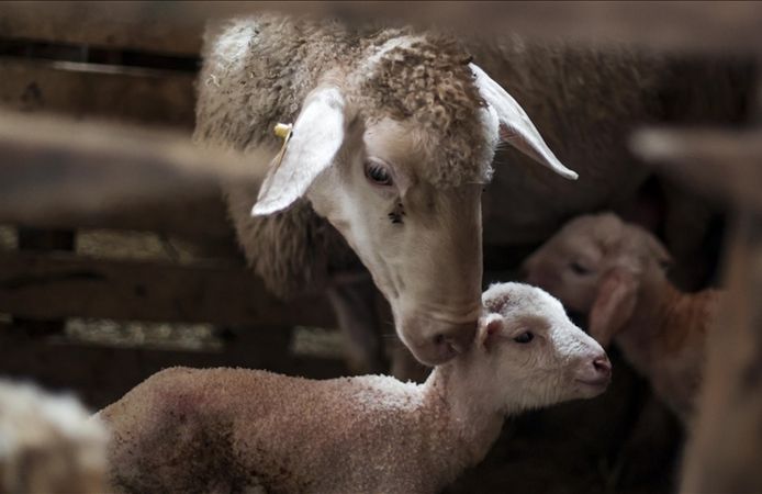 Cumhurbaşkanı Erdoğan’dan Kahramanmaraşlı Üreticilere Müjde: Küçükbaş Hayvan Desteği Başlıyor!