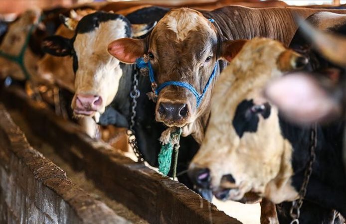 Kahramanmaraş’ta 2026 yılı kurbanlık fiyatları açıklandı