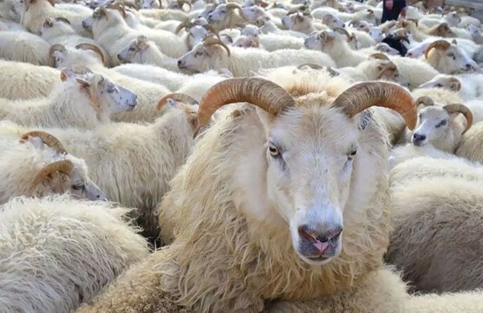 Kahramanmaraş’ta 2026 yılı kurbanlık fiyatları ne kadar olacak?