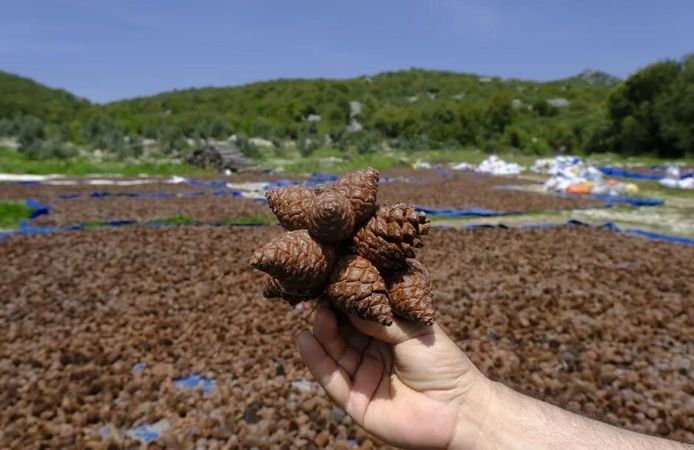 Kahramanmaraş’ta kızılçam tohumları sahaya hazırlanıyor