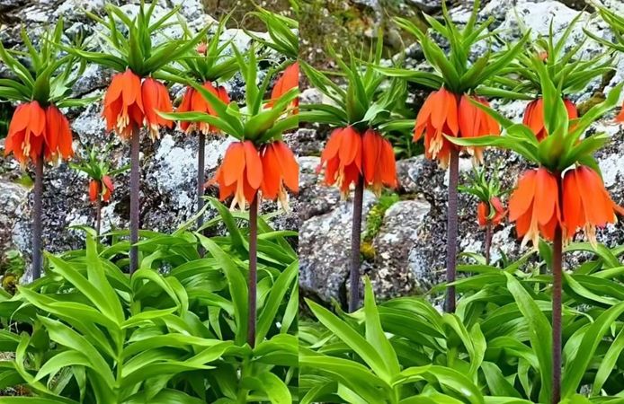 Kahramanmaraş’ta O Çiçeği Koparmanın Cezası 700 Bin TL