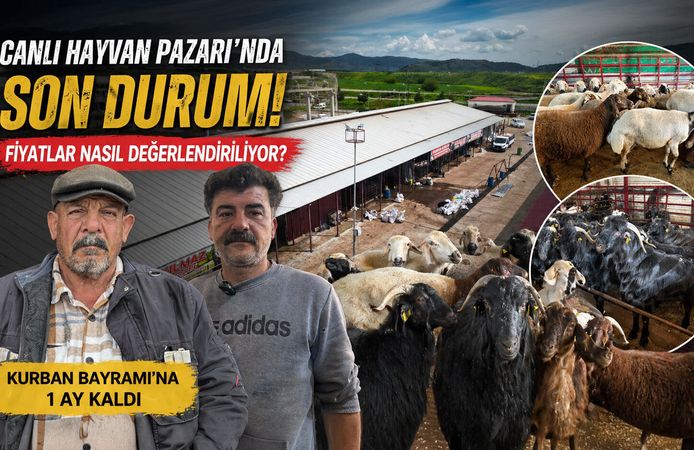Canlı Hayvan Pazarı’nda son durum, açıklanan fiyatlar nasıl değerlendiriliyor?