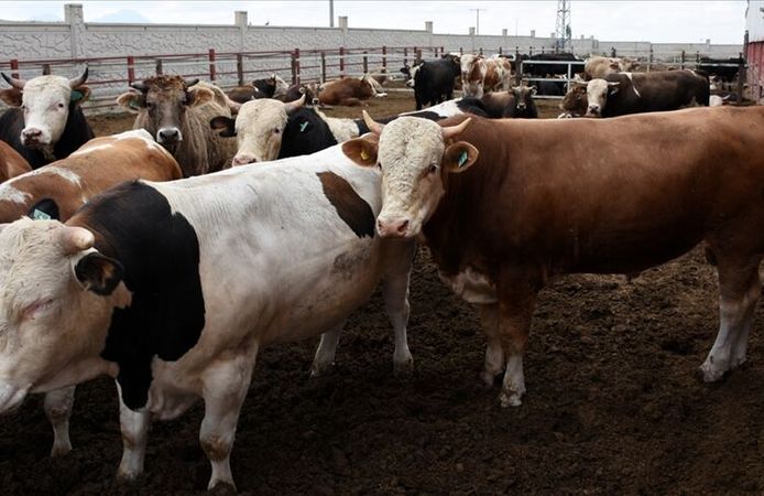 Kahramanmaraş’ın kuzey ilçelerinde 2026 yılı kurbanlık fiyatları açıklandı