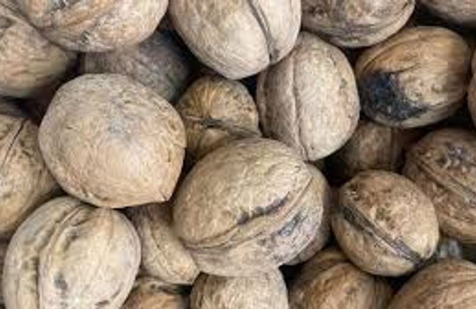 Kahramanmaraş ceviz üretiminde kan kaybetti