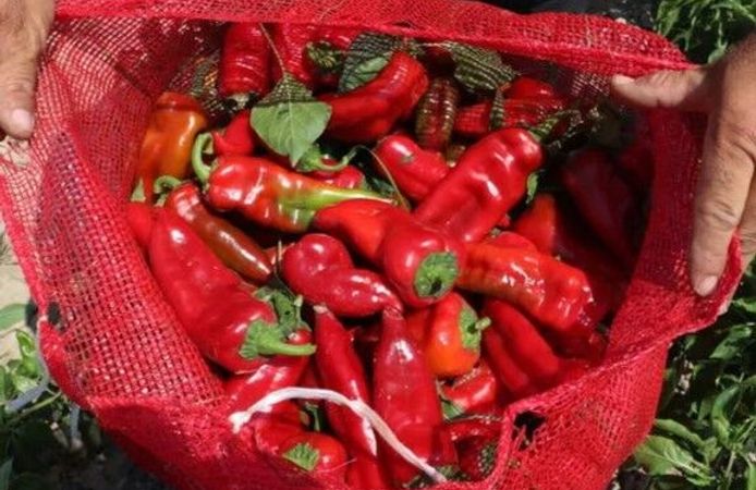 Kahramanmaraş’ta Salçalık Biber Fiyatları Düştü