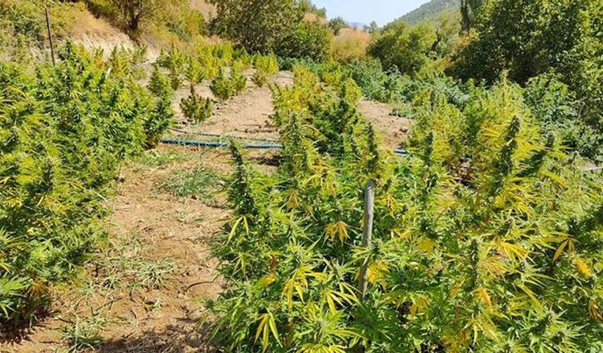 3 milyon 600 bin kök skunk ve Hint keneviri ele geçirildi