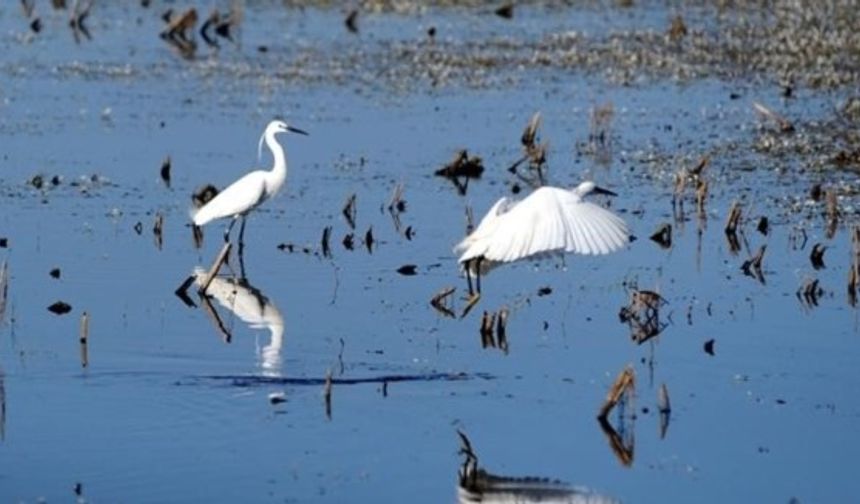 Kahramanmaraş’ta ki Gâvur gölü, 239 Kuş Türüne Ev Sahipliği Yapıyor