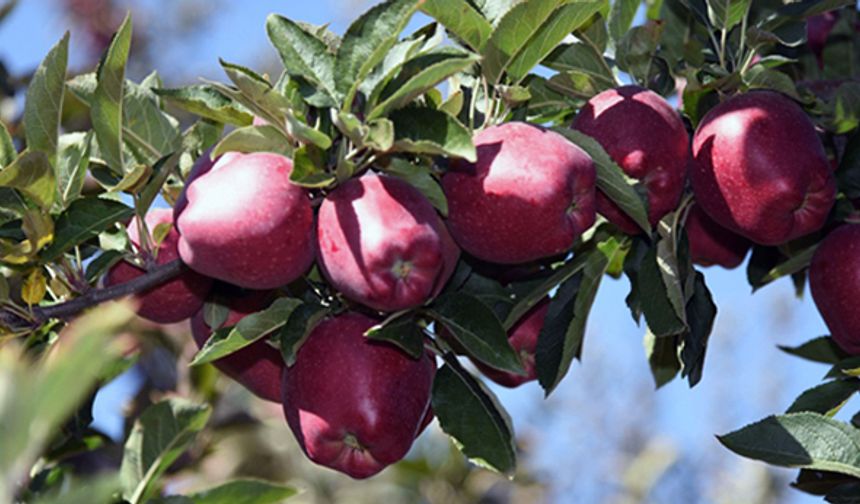 Türkiye'nin en güzel elmaları Kahramanmaraş'tan