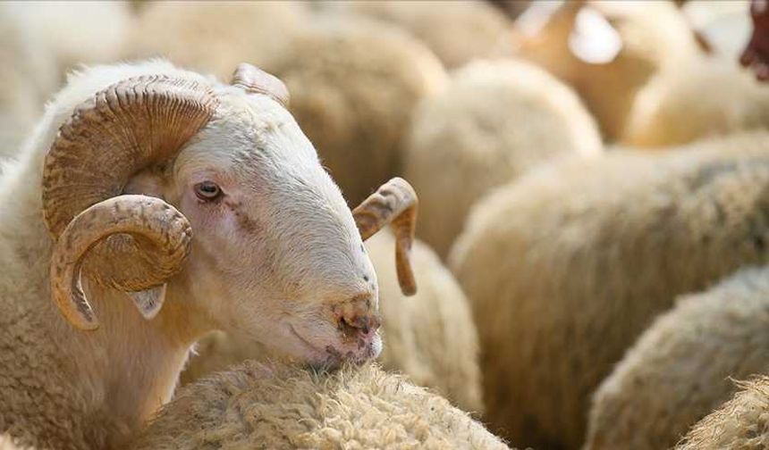 Onikişubat Belediyesi’nden kurbanlık satış ve kesim yerleri açıklaması