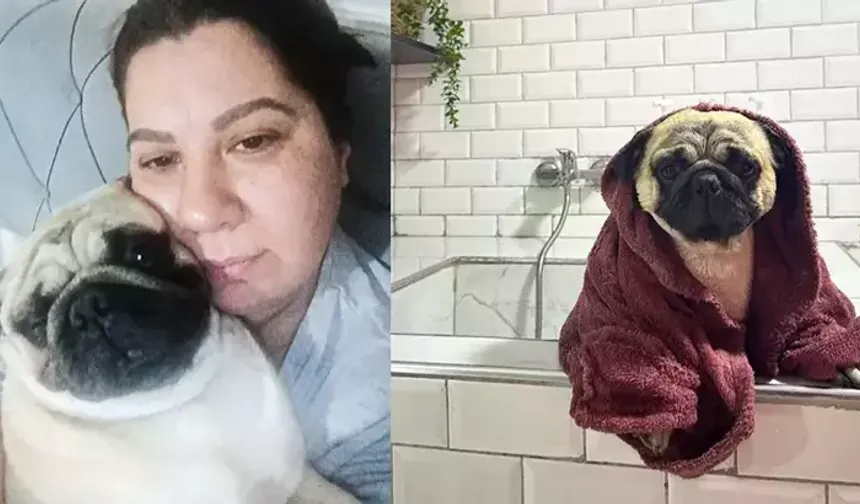 Sahibinin tatile çıkarken pet otele bıraktığı ‘Alf’ öldü