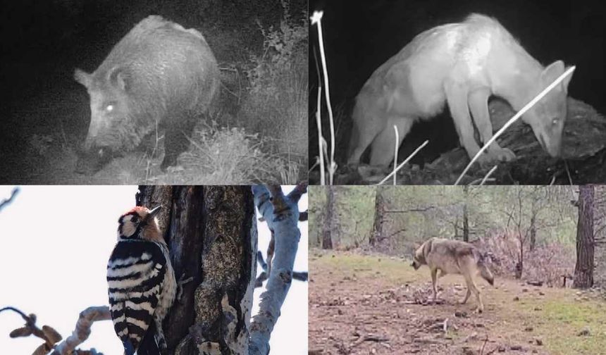 Kahramanmaraşlı bir genç yaban hayatını görüntülüyor