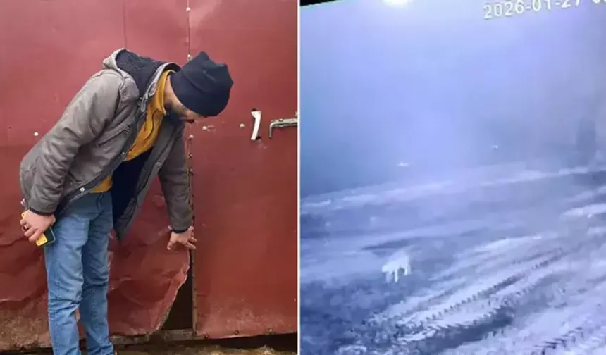 Sisli havada köye inen kurt, ağıldaki 200 koyunu öld*rdü