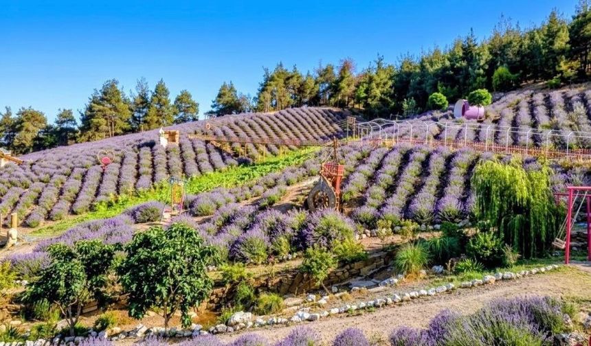 Kahramanmaraş’ın mor renkli cenneti