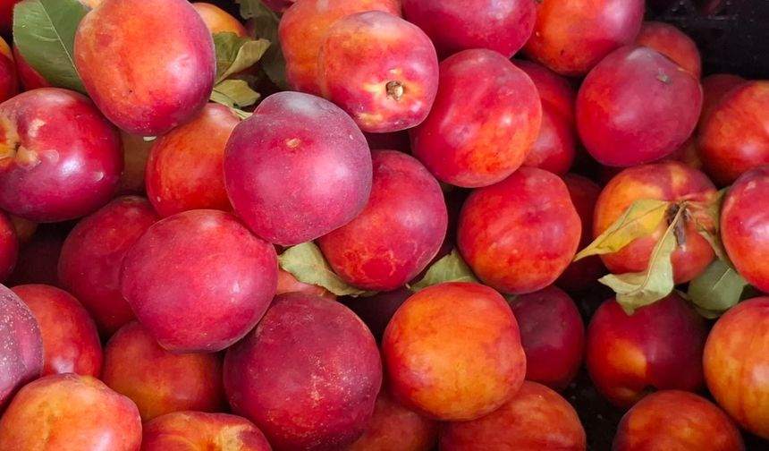 Kahramanmaraş’ta nektarinin kilogramı 80 TL'den satılıyor