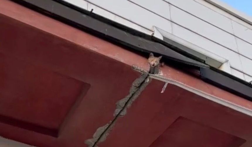 Kahramanmaraş Şehir Hastanesi’nde mahsur kalan kedi yardım bekliyor