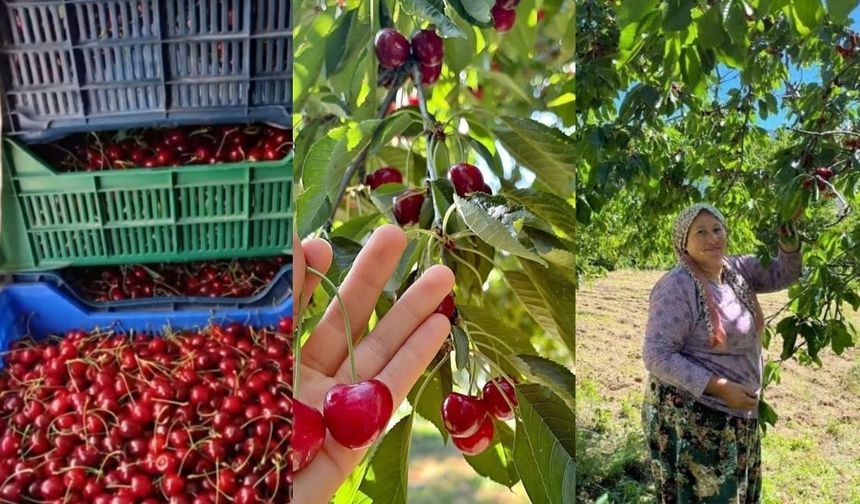 Andırın'da Çığşar kirazında hasat başladı