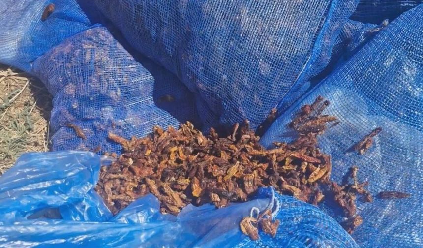 Kahramanmaraş'ta Skandal! Tonlarca Domates Kurusu İmha Edildi