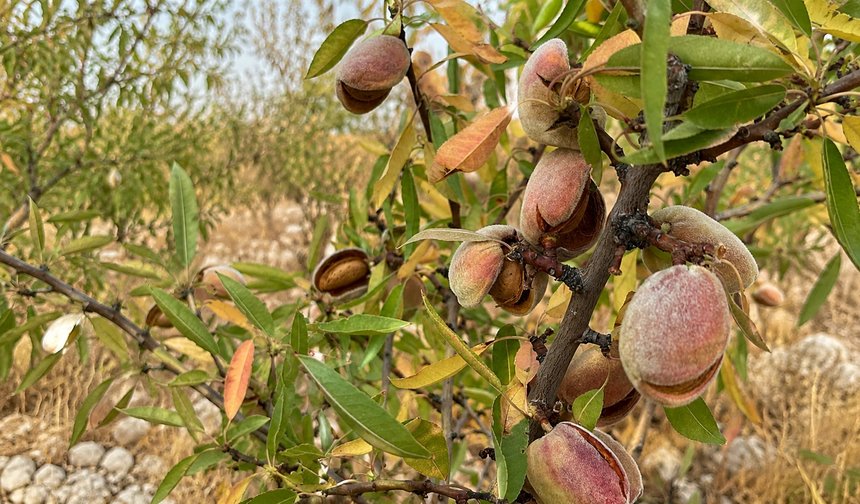 Kahramanmaraş’ta Yılın İlk Bademleri Toplanıyor