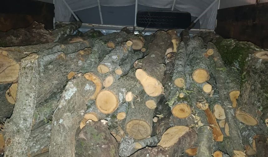 Andırın'da kaçak kesilen ağaçlara el konuldu