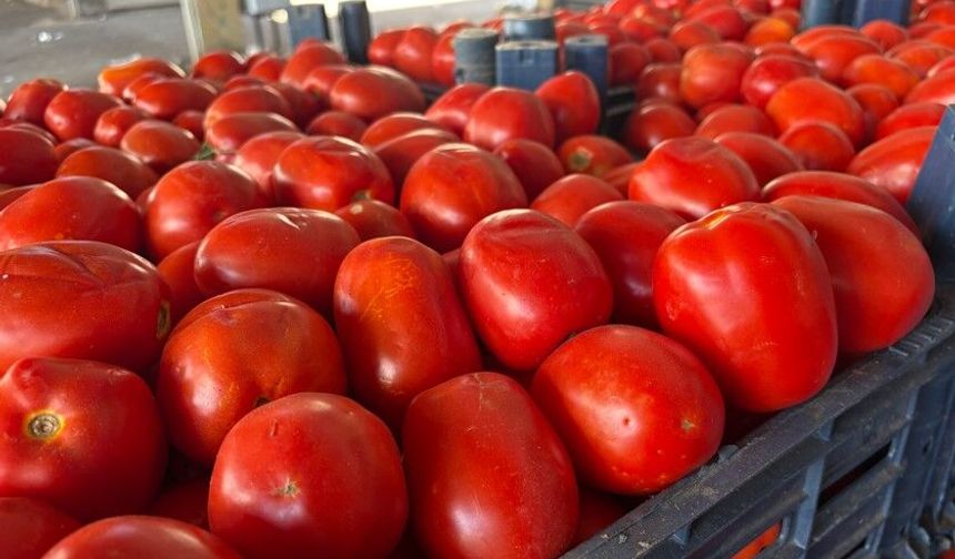Kahramanmaraş’ta 2026 Yılı Salçalık Domates Fiyatları