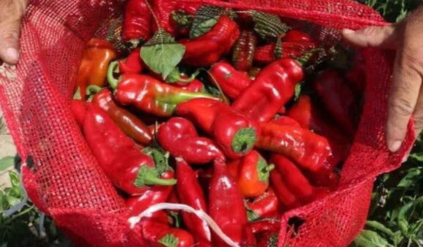 Kahramanmaraş’ta Salçalık Biber Fiyatları Düştü