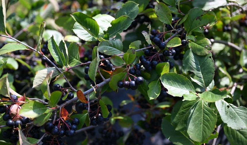 Andırın’da Yetiştiriliyor, Katma Değeriyle Dikkat Çekiyor