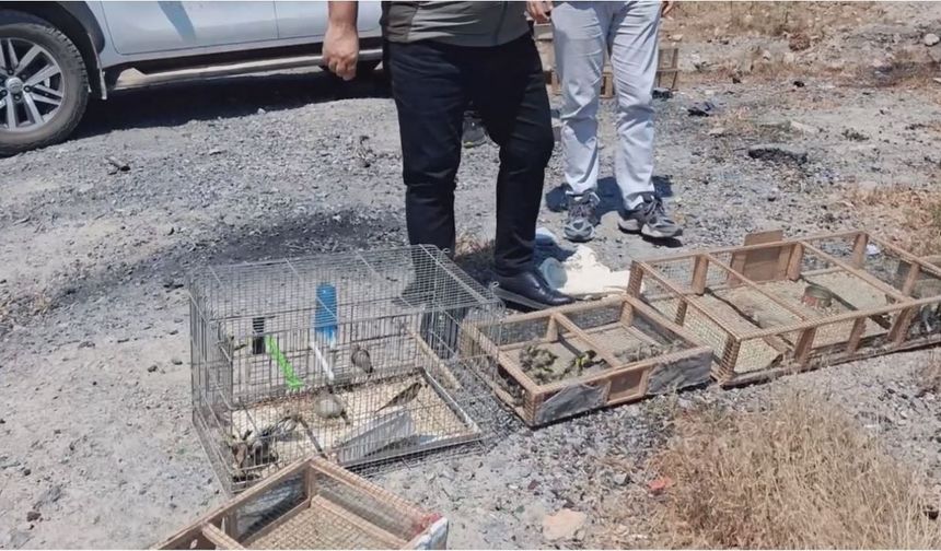 Kahramanmaraş’ta Kurtarılan Saka Kuşları Yeniden Doğayla Buluştu