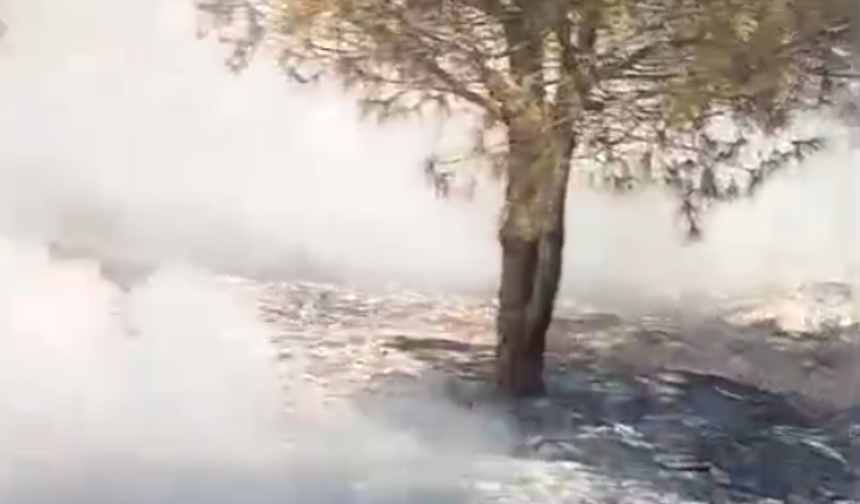 Kurtlar TOKİ’de Trafo Patlaması Orman Yangınına Neden Oldu