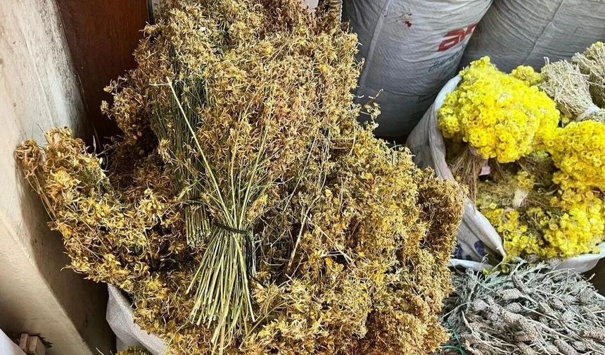 Kahramanmaraş’ta Kendiliğinden Yetişen Sarı Kantaronun Faydaları