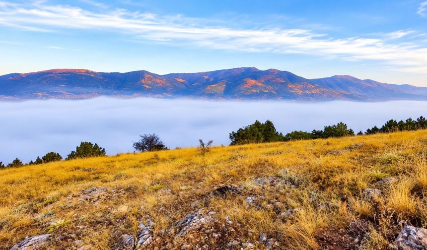 Kahramanmaraş’ta 7 Ceviz Çeşidi Yetiştiriliyor