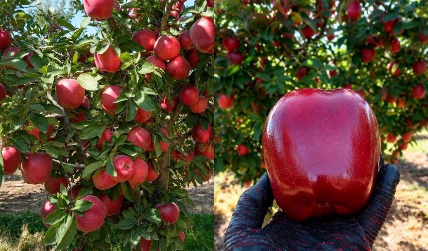 Göksun’un Yüksek Rakımında Yetişen Star Elması