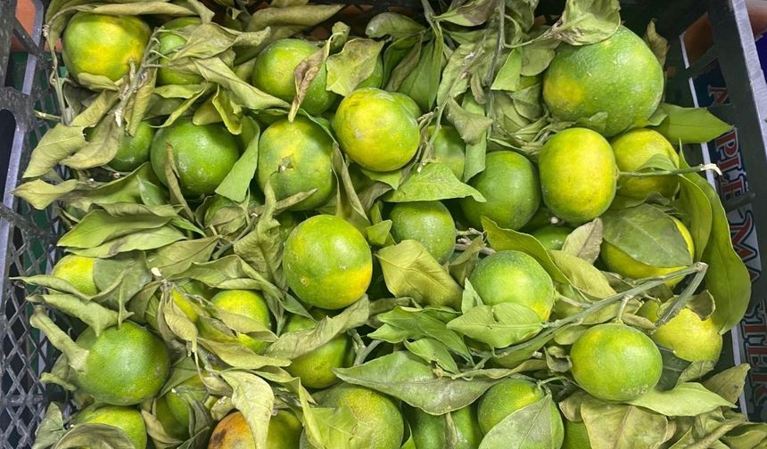 Kahramanmaraş’ta Yeni Sezon Mandalina Fiyatı Belli Oldu