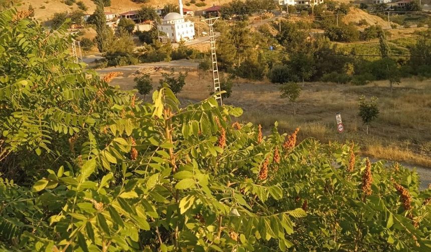 Kahramanmaraş’ta sumak bahçesi kurmak isteyenler için büyük fırsat