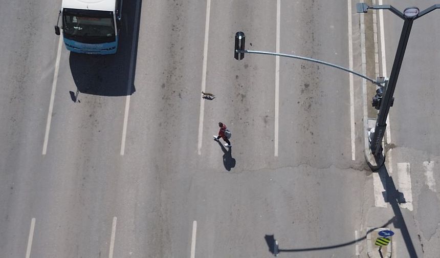 Kahramanmaraş’ta Sokak Kedisi Trafiği Birbirine Kattı