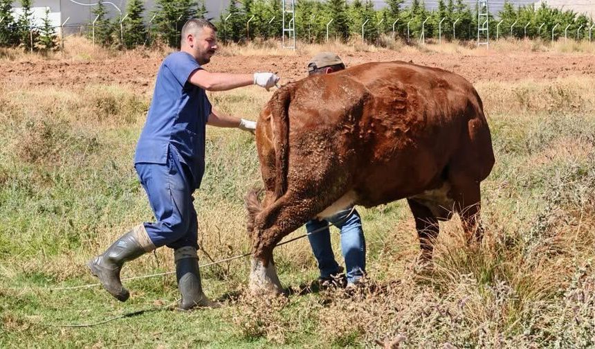 Ekinözü’nde büyükbaş hayvanlara şap aşısı yapılıyor
