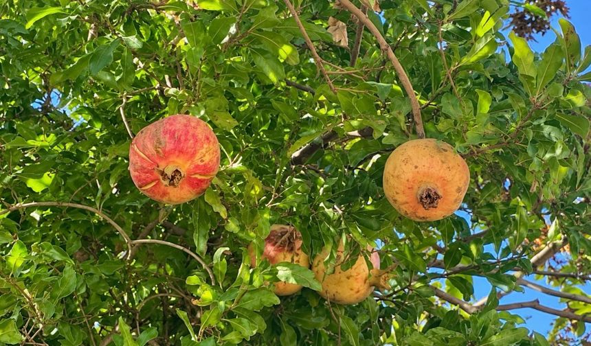 Kahramanmaraş’ta Narın Her Tanesi Ayrı Bir Lezzet