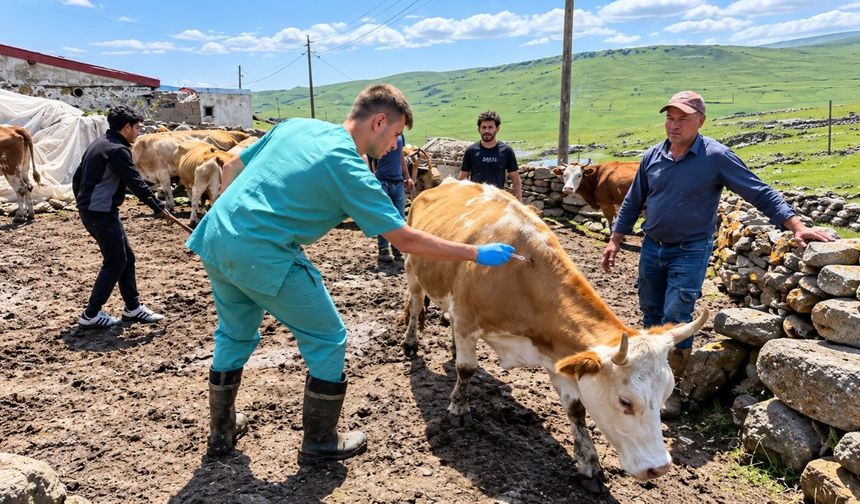 Kahramanmaraş’ta Şap Hastalığının Belirtileri ve Bulaşma Yolları