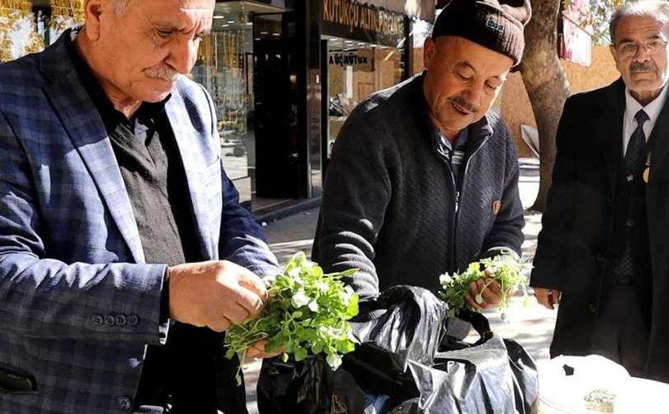 Kahramanmaraş’ın dağlarından şeker hastalarına doğal çözüm