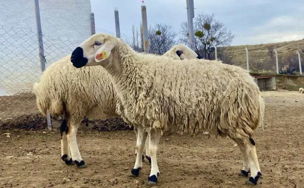 Gaziantep’te kurban fiyatları 220 TL’ye sabitlendi, Peki ya Kahramanmaraş’ta?